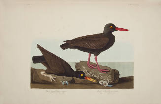 White-legged Oyster-catcher; Slender-billed Oyster-catcher