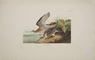 Bartram Sandpiper