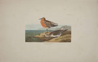 Red-breasted Sandpiper