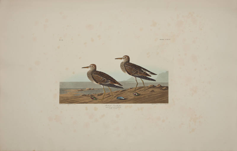 Pectoral Sandpiper