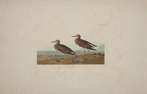 Pectoral Sandpiper