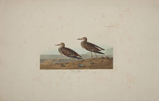 Pectoral Sandpiper