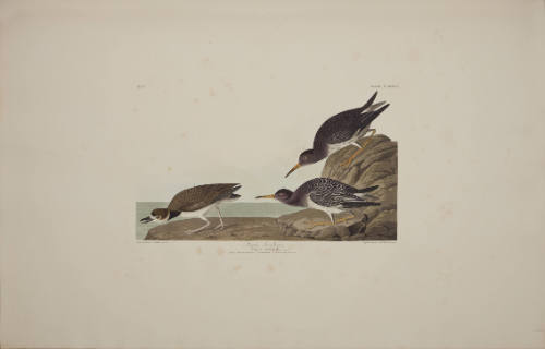 Purple Sandpiper