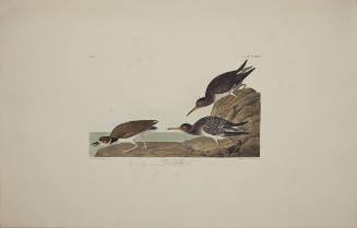 Purple Sandpiper