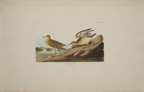 Buff breasted Sandpiper