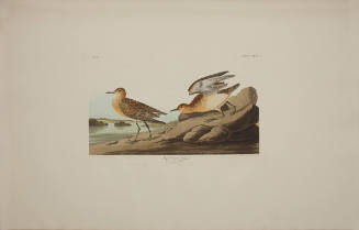 Buff breasted Sandpiper