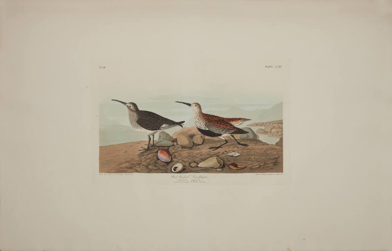 Red-backed Sandpiper
