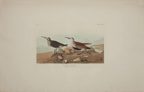 Red-backed Sandpiper