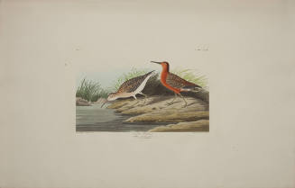Curlew Sandpiper