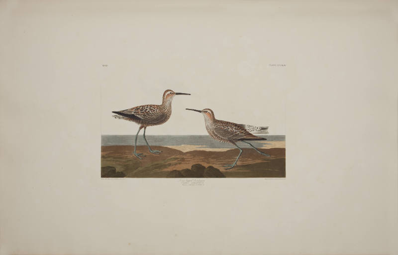 Long-legged Sandpiper