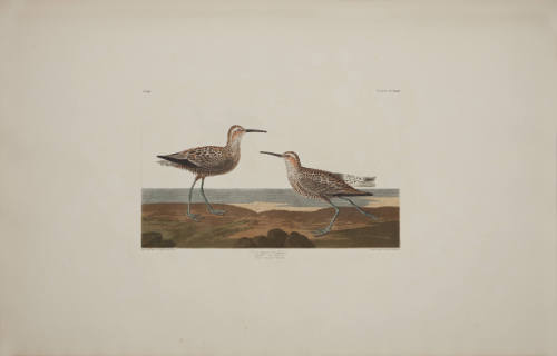 Long-legged Sandpiper