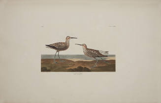 Long-legged Sandpiper