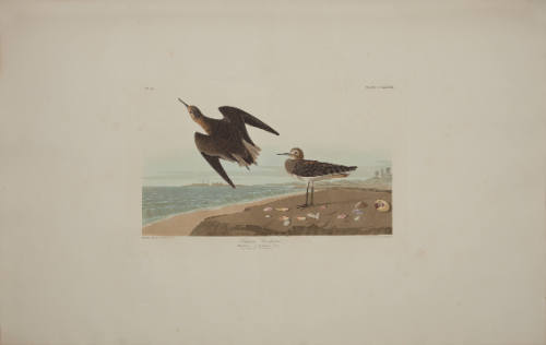 Schinz's Sandpiper