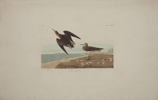Schinz's Sandpiper