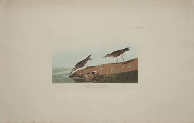 Semipalmated Sandpiper