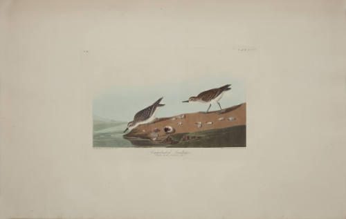Semipalmated Sandpiper