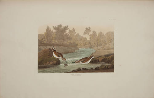 Little Sandpiper