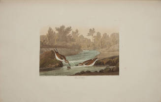 Little Sandpiper