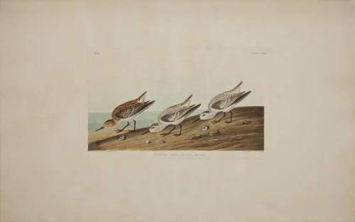 Sanderling