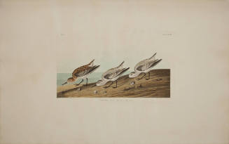 Sanderling