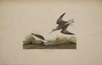 Wilson's Phalarope