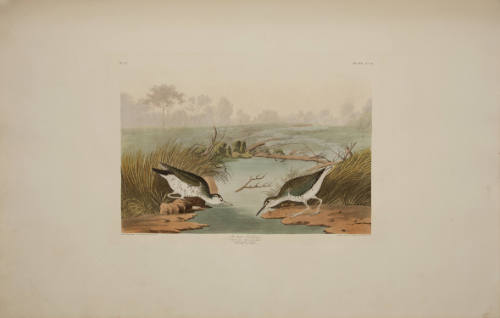 Spotted Sandpiper