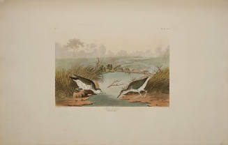 Spotted Sandpiper