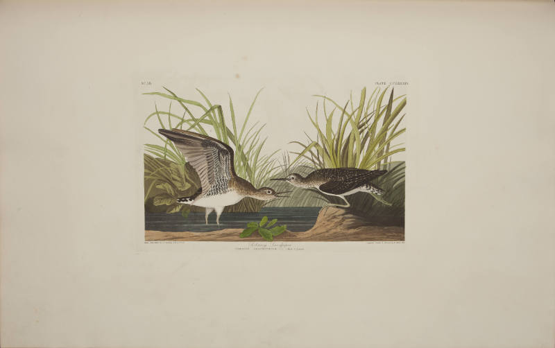Solitary Sandpiper