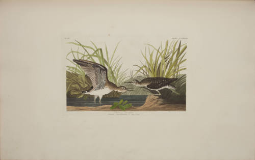 Solitary Sandpiper