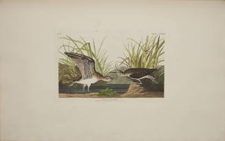 Solitary Sandpiper