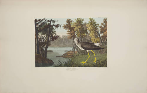 Yellow Shank