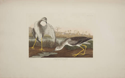 Tell-tale Godwit or Snipe