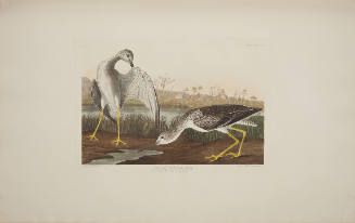 Tell-tale Godwit or Snipe