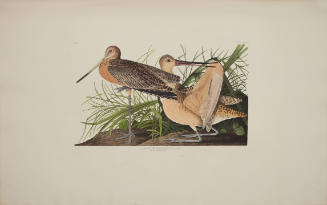 Great Marbled Godwit