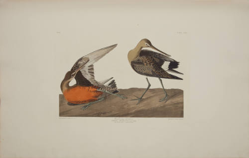 Hudsonian Godwit