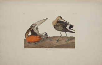 Hudsonian Godwit