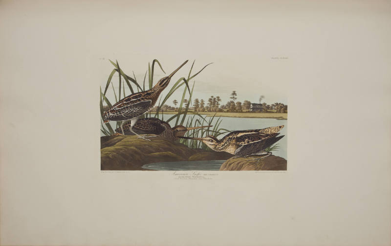 American Snipe