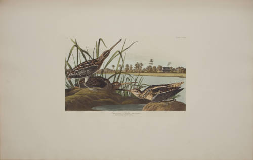 American Snipe