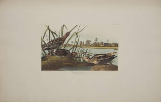 American Snipe