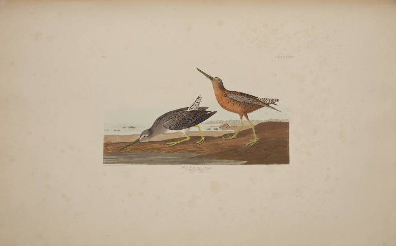 Red-breasted Snipe