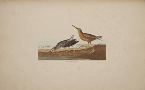 Red-breasted Snipe