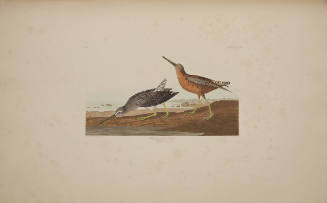 Red-breasted Snipe