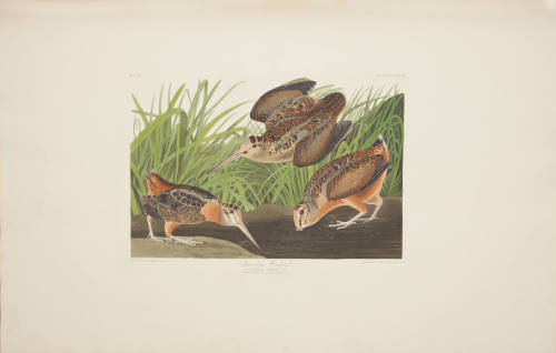 American Woodcock