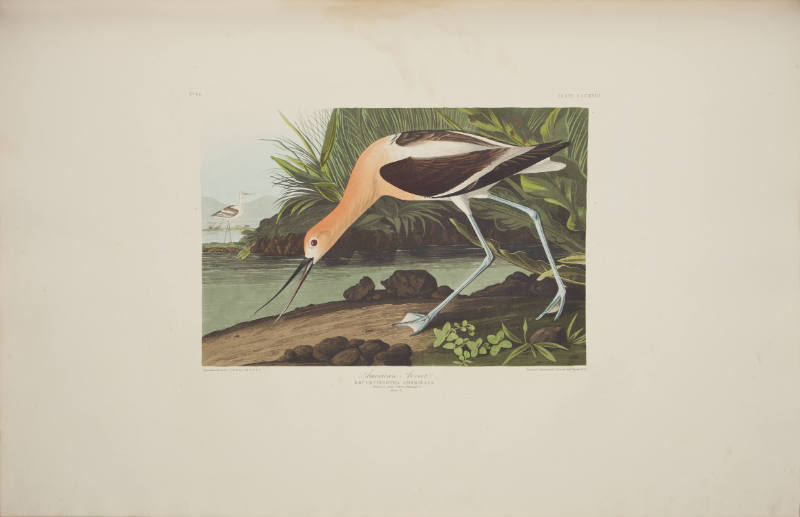 American Avocet