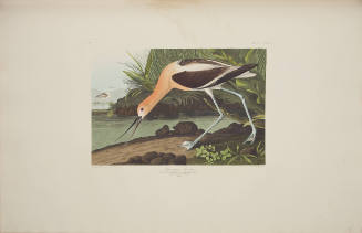 American Avocet