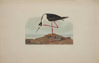 Long-legged Avocet