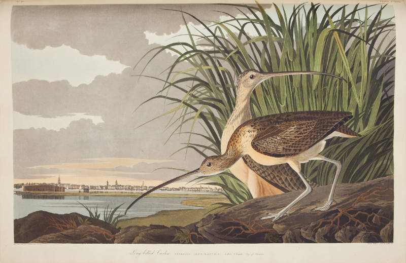 Long-billed Curlew