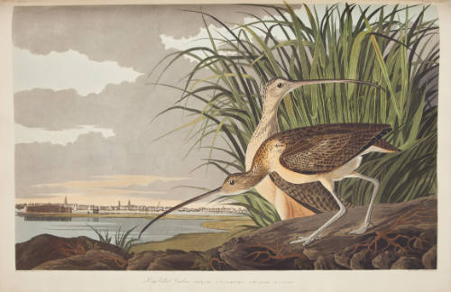 Long-billed Curlew