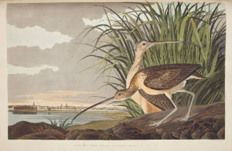 Long-billed Curlew