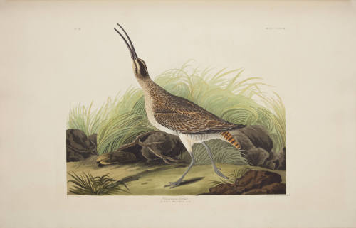 Hudsonian Curlew